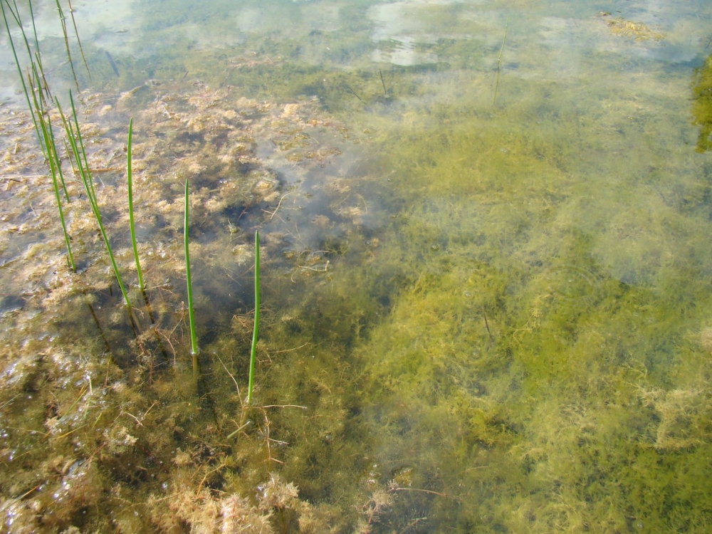 Myriophylletum alterniflori