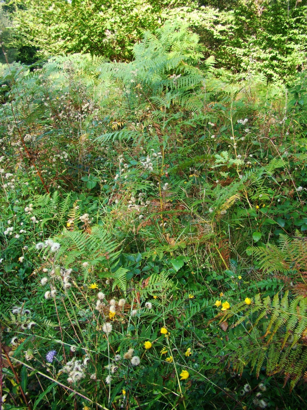 Hieracio umbellati - Pteridietum aquilini