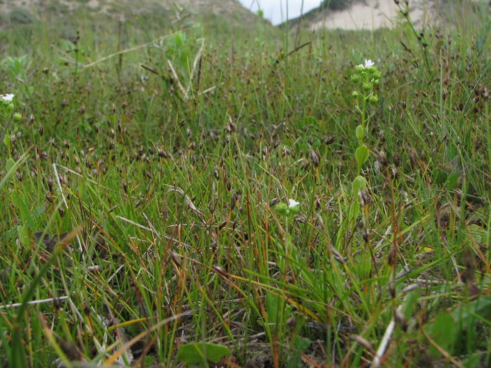 Samolo valerandi - Eleocharitetum quinqueflorae