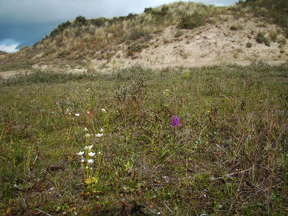 Epipactido palustris - Caricetum trinervis