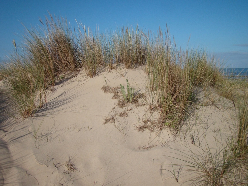 Euphorbio paraliae - Ammophiletum arenariae subsp. arenariae
