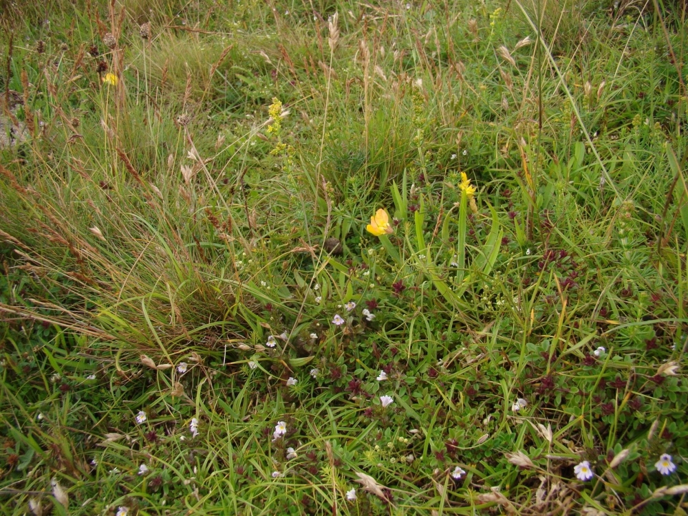 Festuco filiformis - Galietum veri var. maritimi