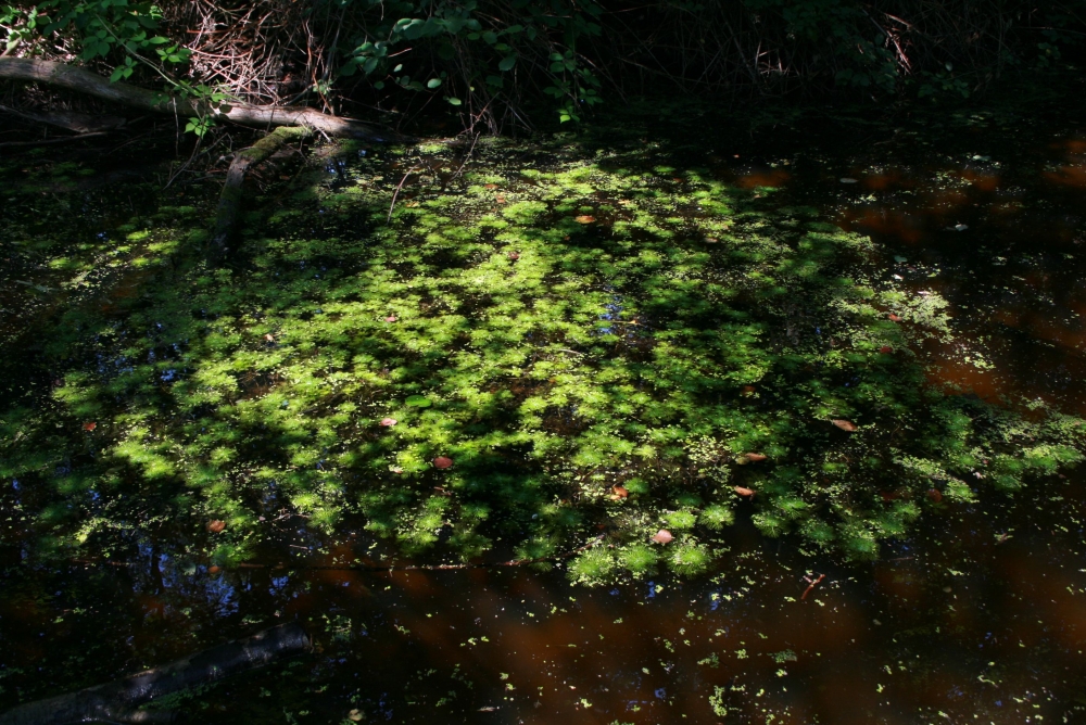 Hottonietum palustris