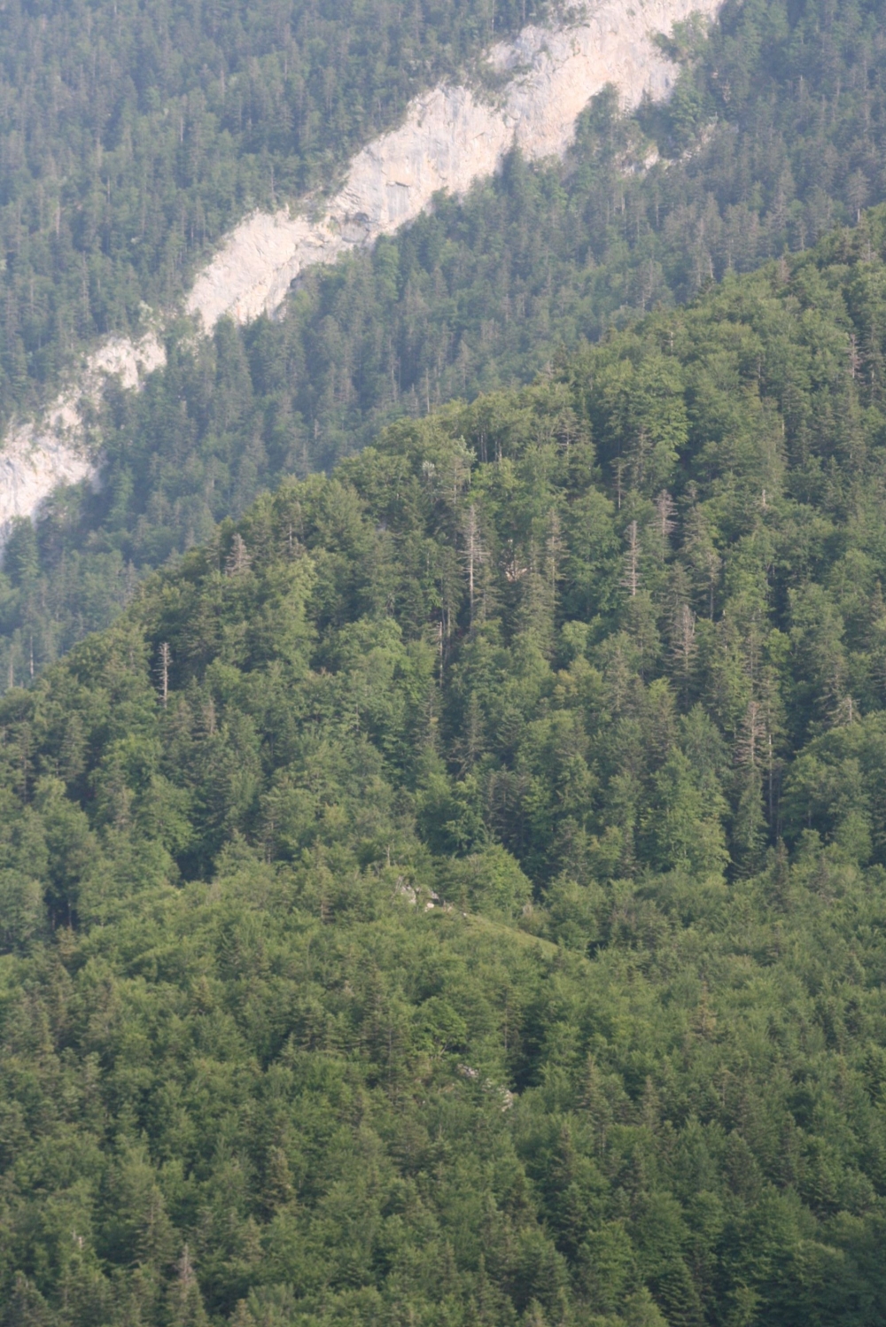 Abieti albae - Fagetum sylvaticae