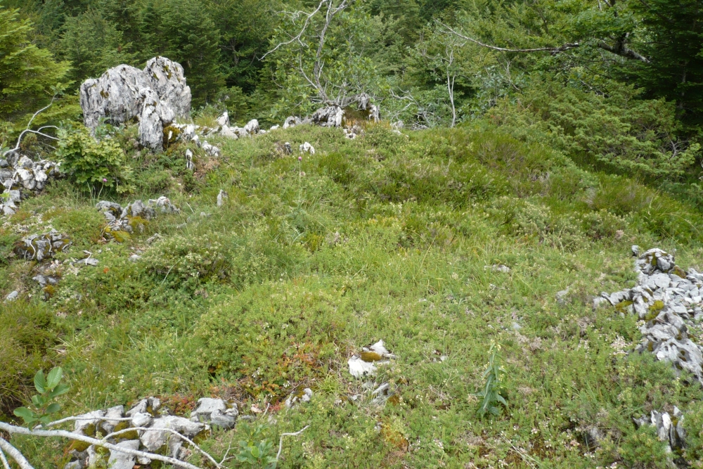 Teucrio pyrenaici - Genistetum hispanicae subsp. occidentalis