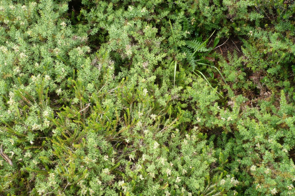 Teucrio pyrenaici - Genistetum hispanicae subsp. occidentalis