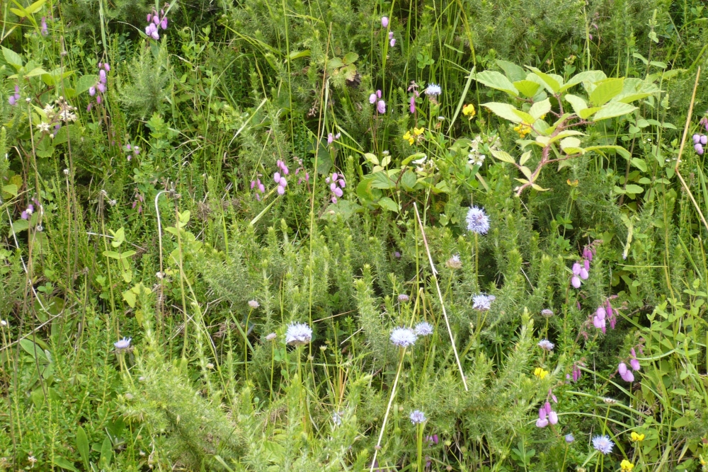 Daboecio cantabricae - Ulicetum gallii