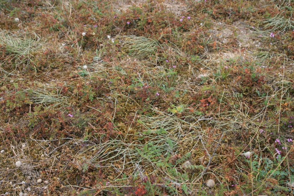 Roso pimpinellifoliae - Ephedretum distachyae