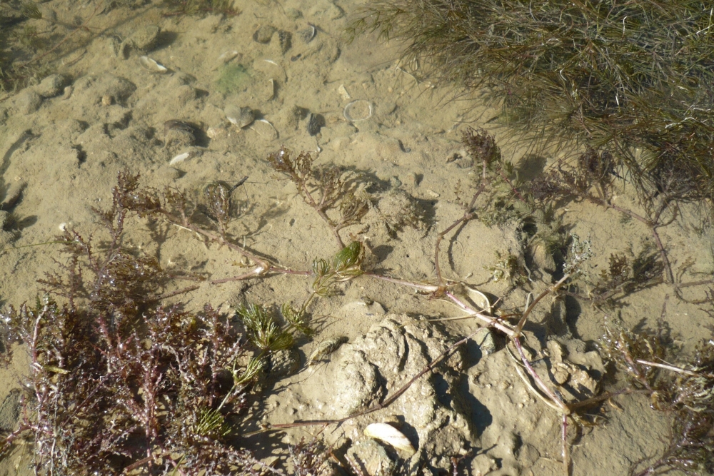 Najadetum marinae