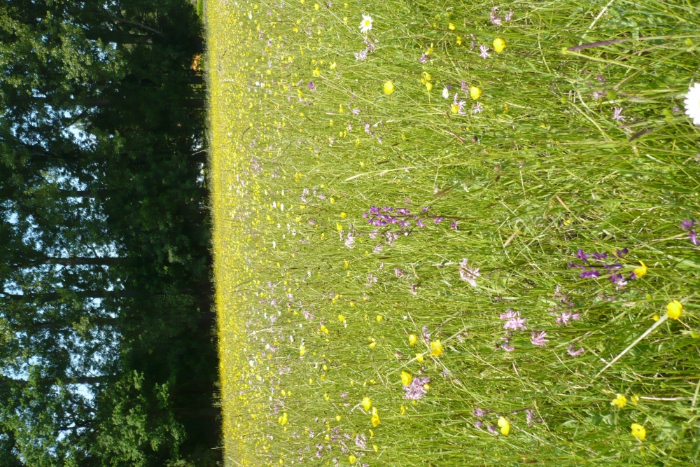 Ophioglosso vulgati - Oenanthetum pimpinelloidis