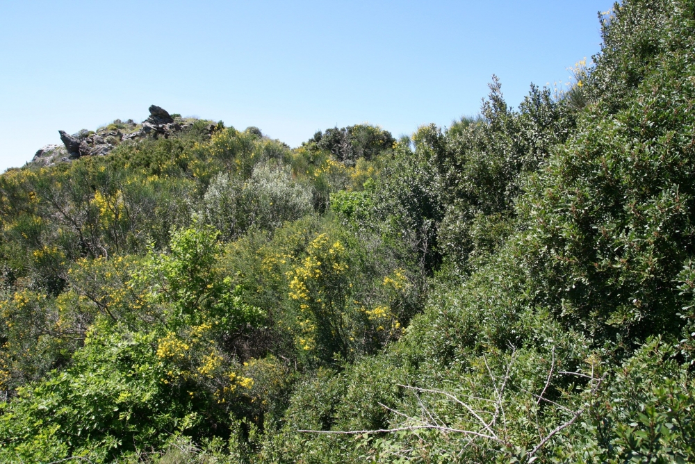 Cytiso spinosi - Pistacietum lentisci