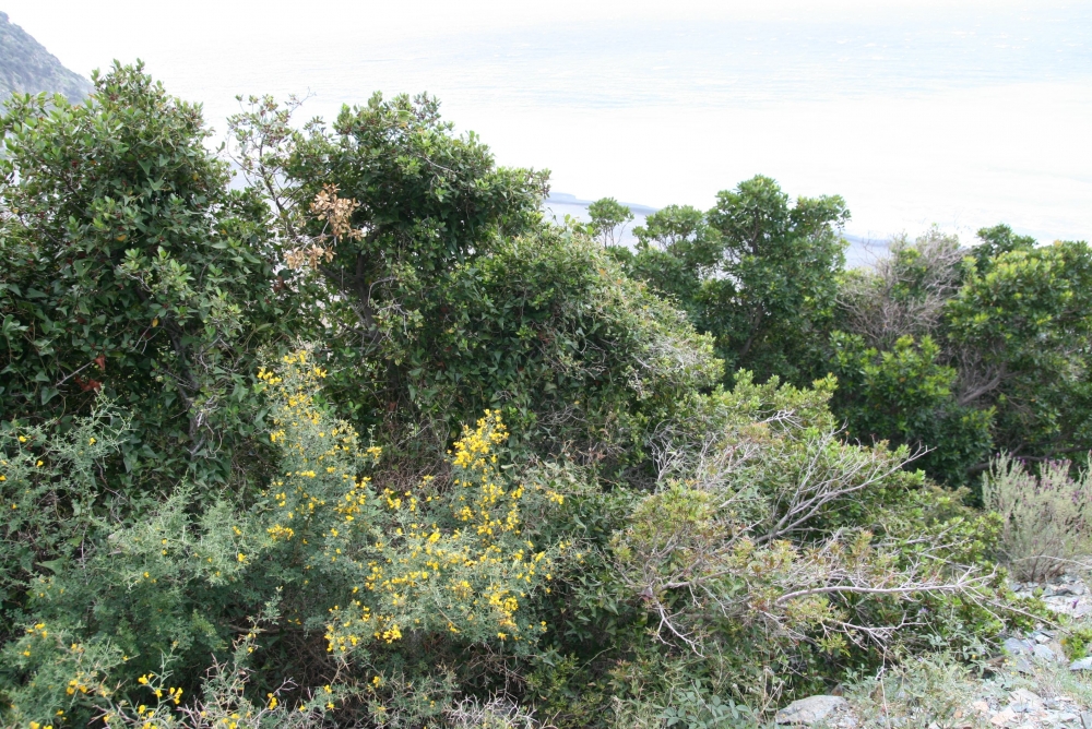 Cytiso spinosi - Pistacietum lentisci