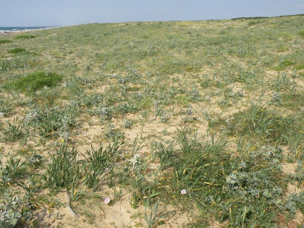 Euphorbio portlandicae - Helichrysion stoechadis