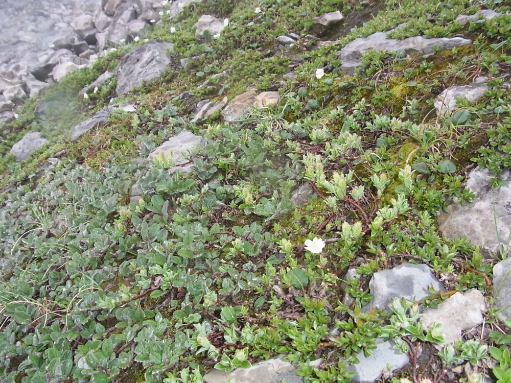 Arabidetalia caeruleae