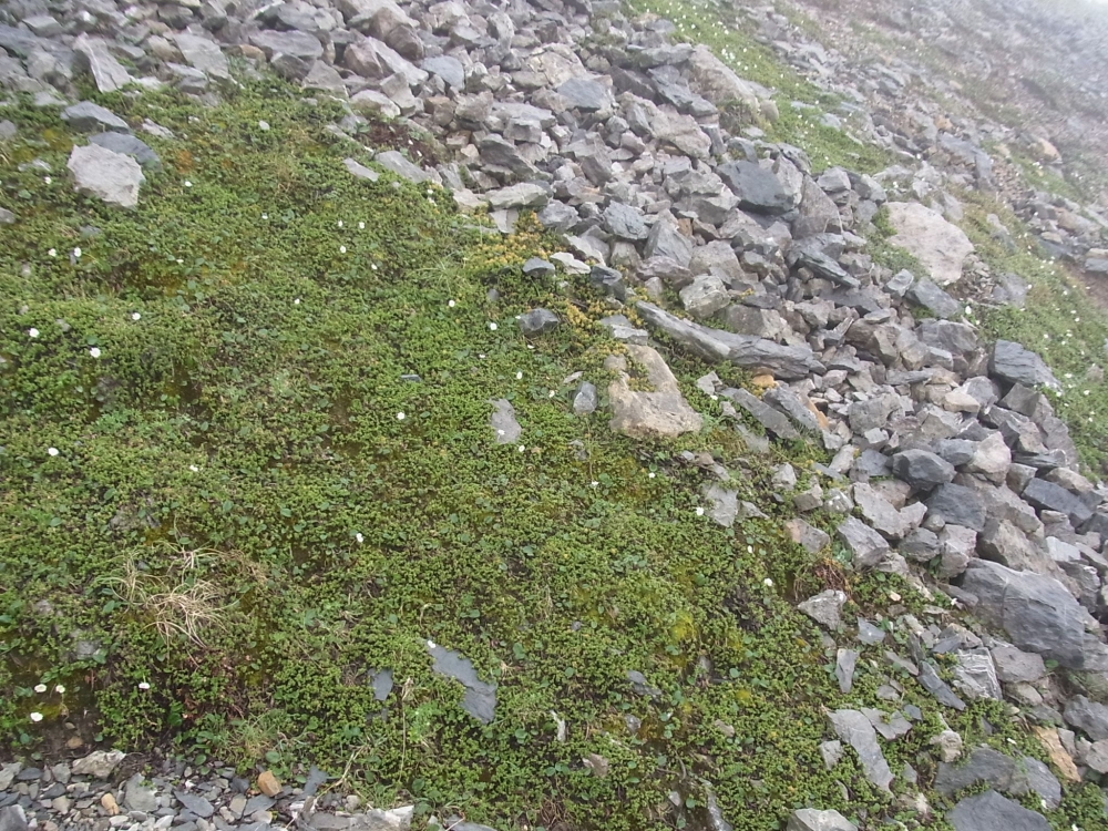 Arabidetalia caeruleae