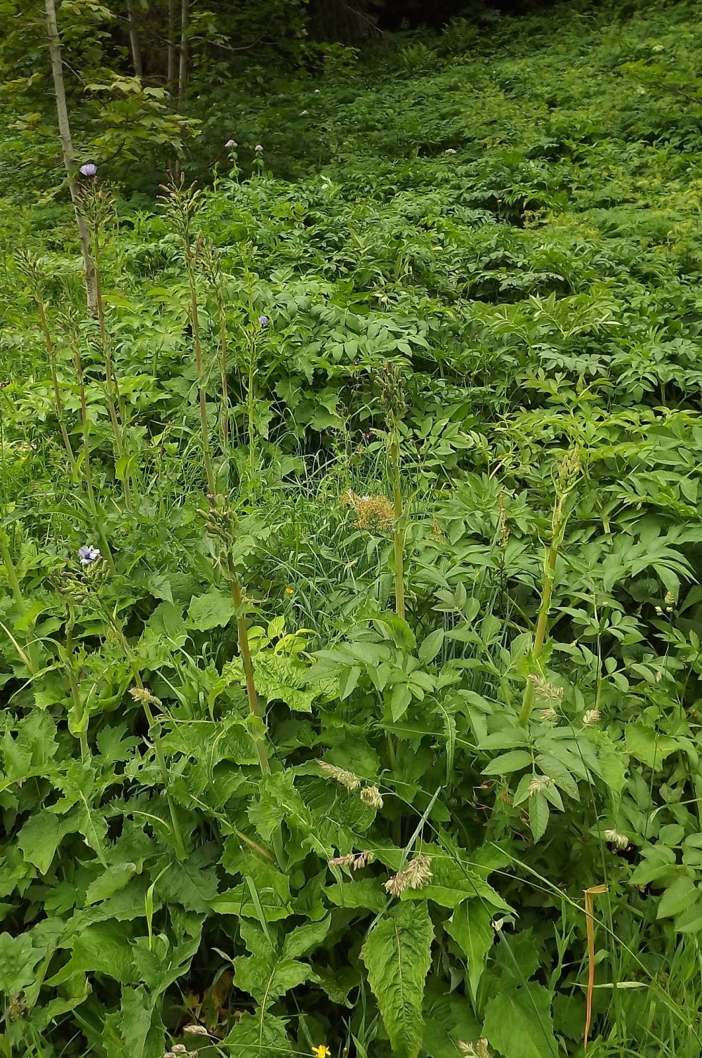 Adenostyletalia alliariae