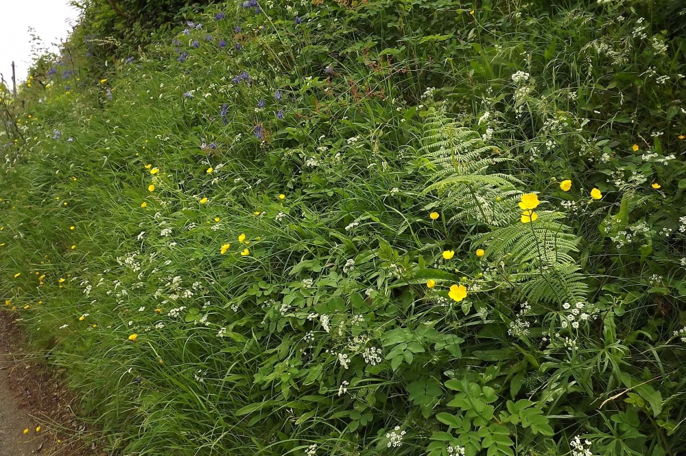 Potentillo sterilis - Conopodietum majoris
