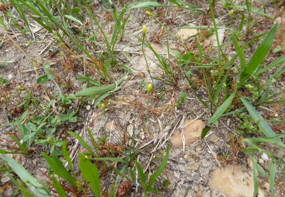 Radiolo linoidis - Cicendietum filiformis