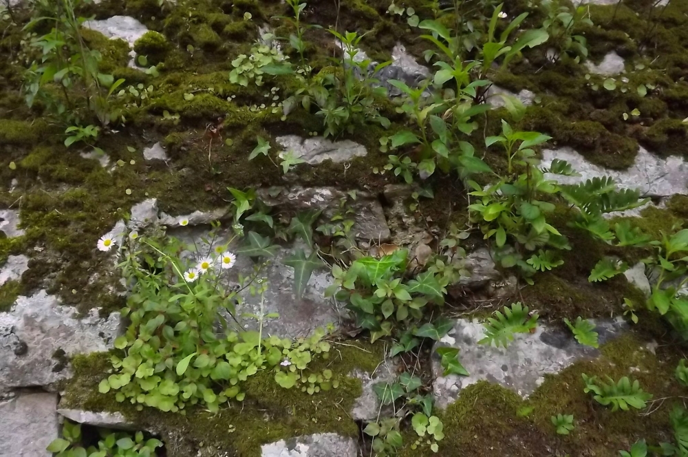 Erigeronetum karvinskiani