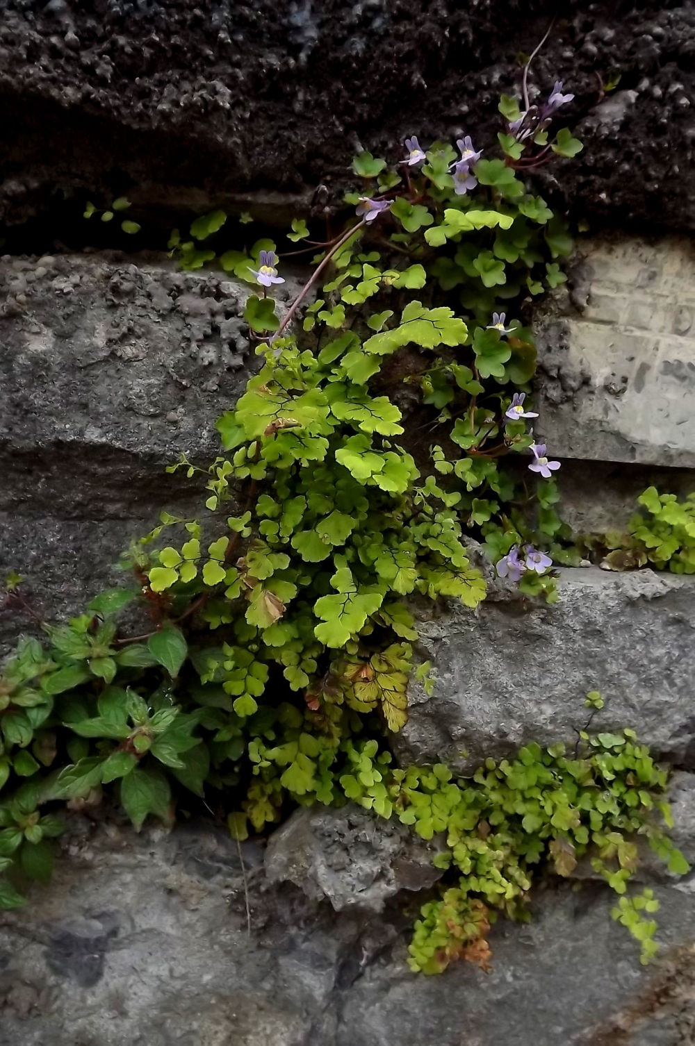 Adianto capilli-veneris - Parietarietum judaicae