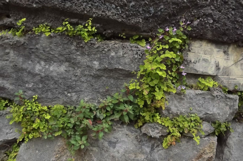 Adianto capilli-veneris - Parietarietum judaicae