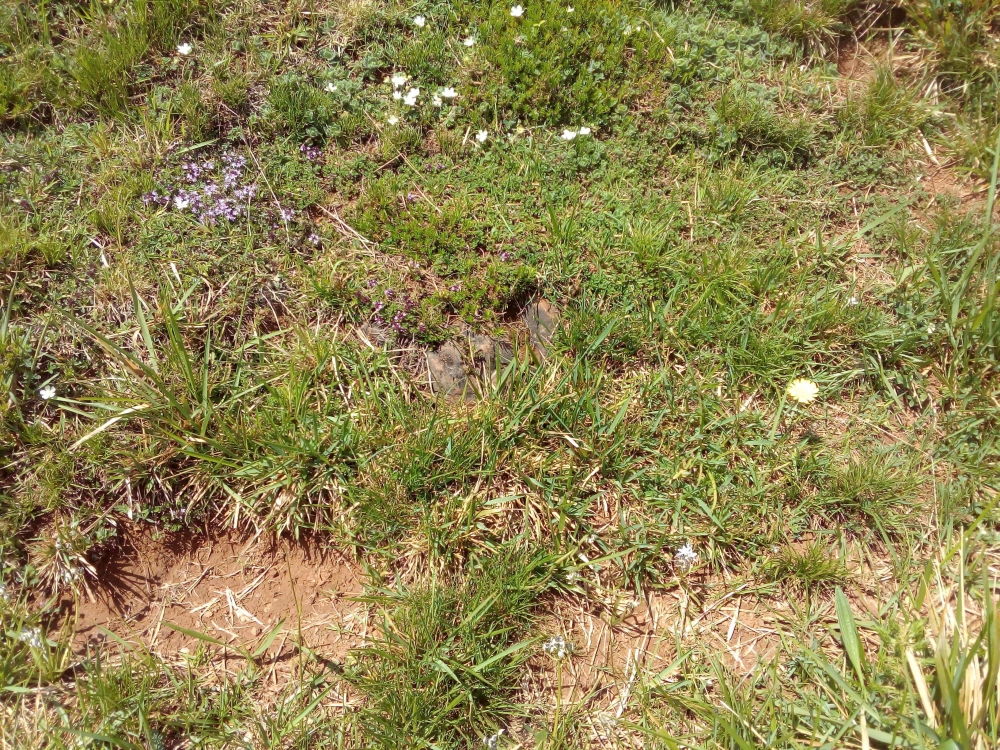 Teucrio pyrenaici - Potentilletum montanae