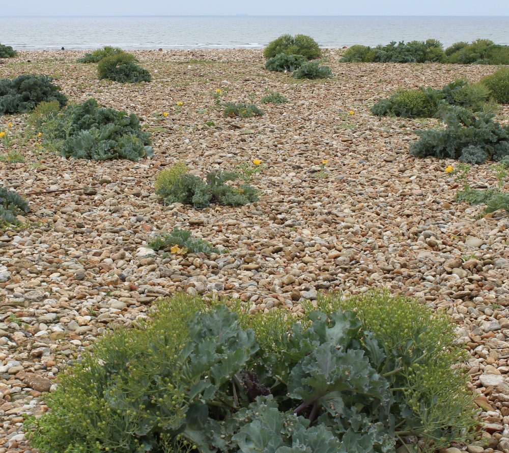 Crithmo maritimi - Crambetum maritimae