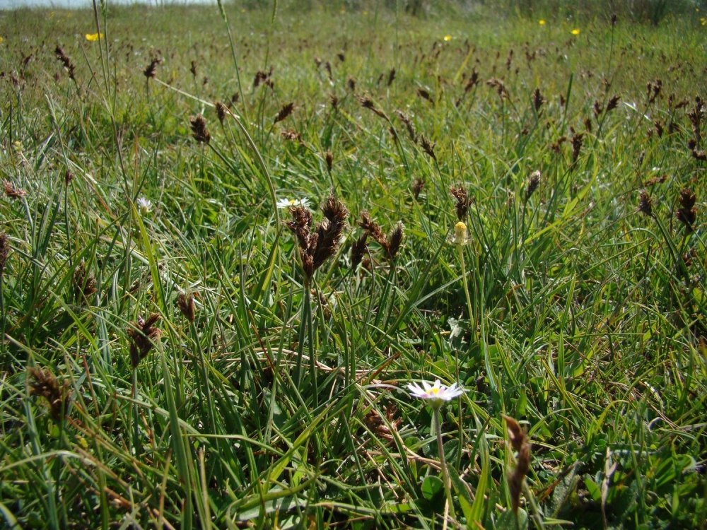 Junco compressi - Blysmetum compressi