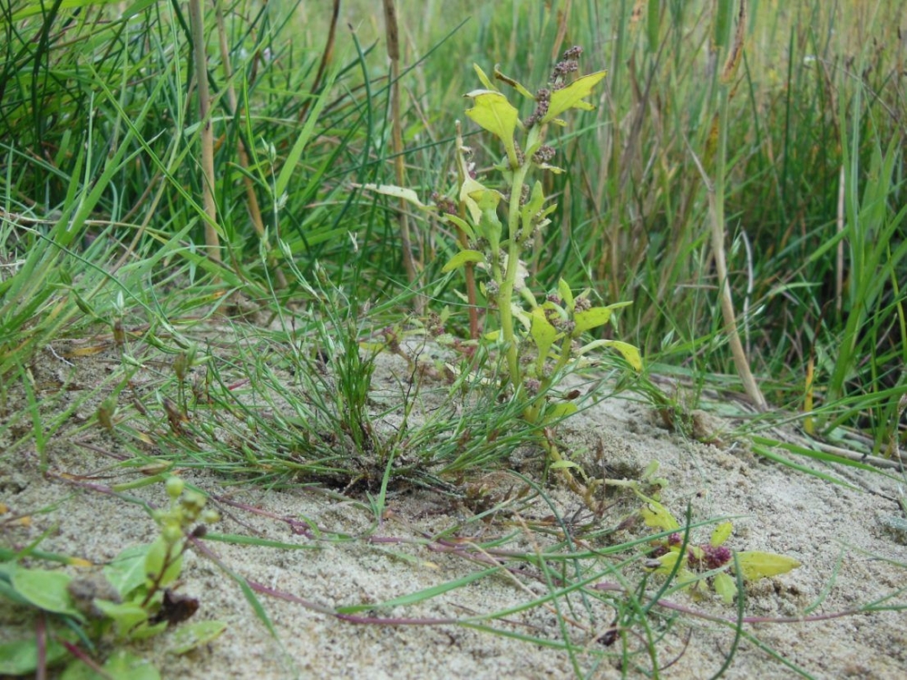 Junco ranarii - Chenopodietum chenopodioidis
