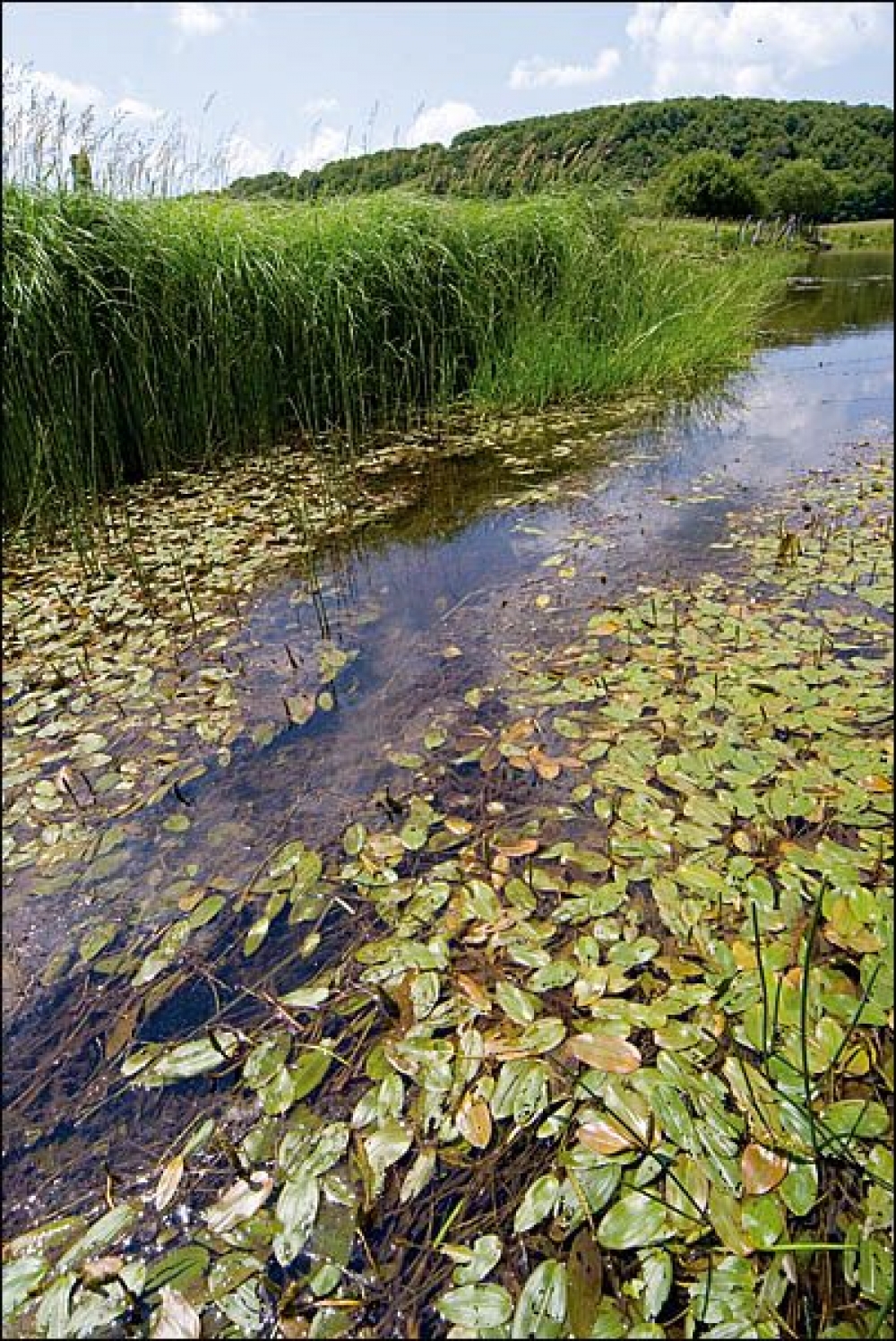 Stuckenietea pectinati