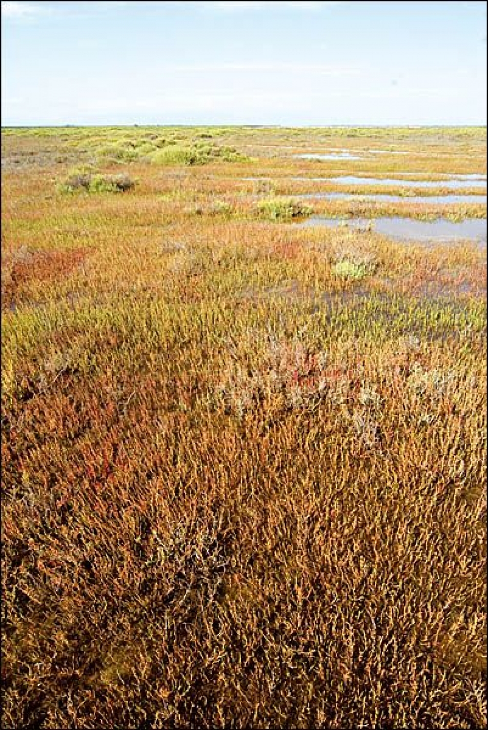 Salicornietea europaeae