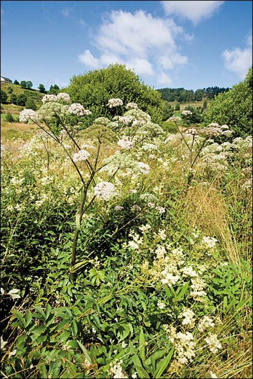 Filipendulo ulmariae - Convolvuletea sepium