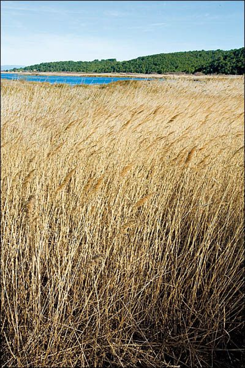 Phragmito australis - Caricetea elatae