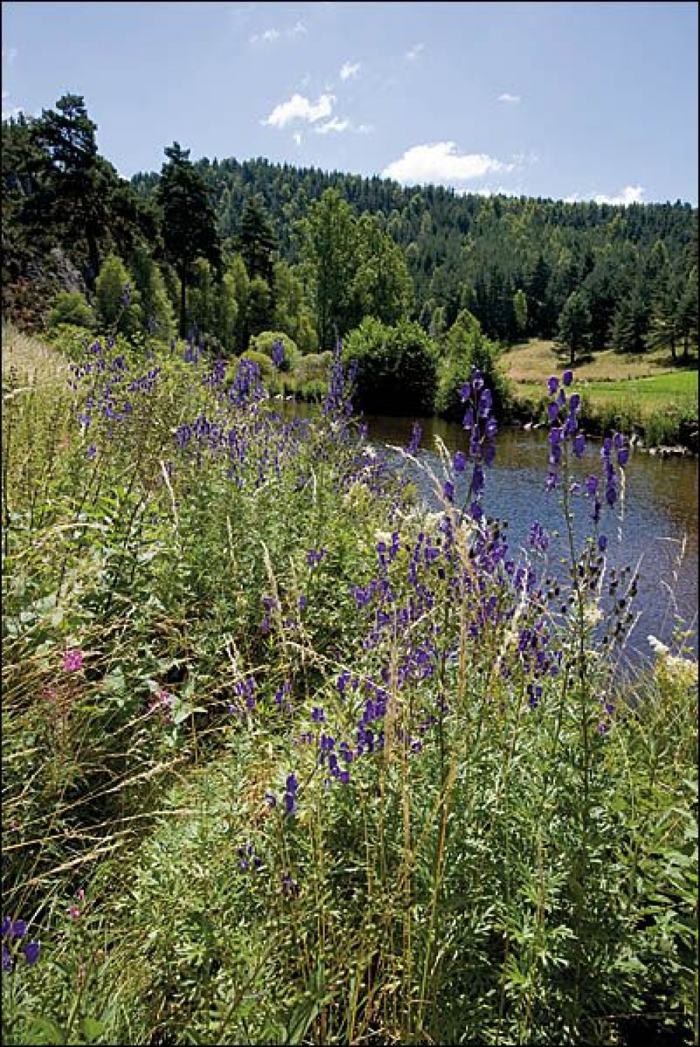 Lactuco alpinae - Aconitetea variegati