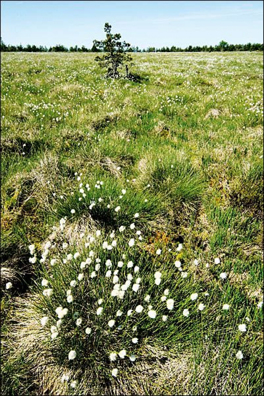 Scheuchzerio palustris - Caricetea nigrae