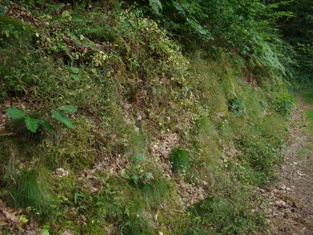 Melampyro pratensis - Holcetea mollis