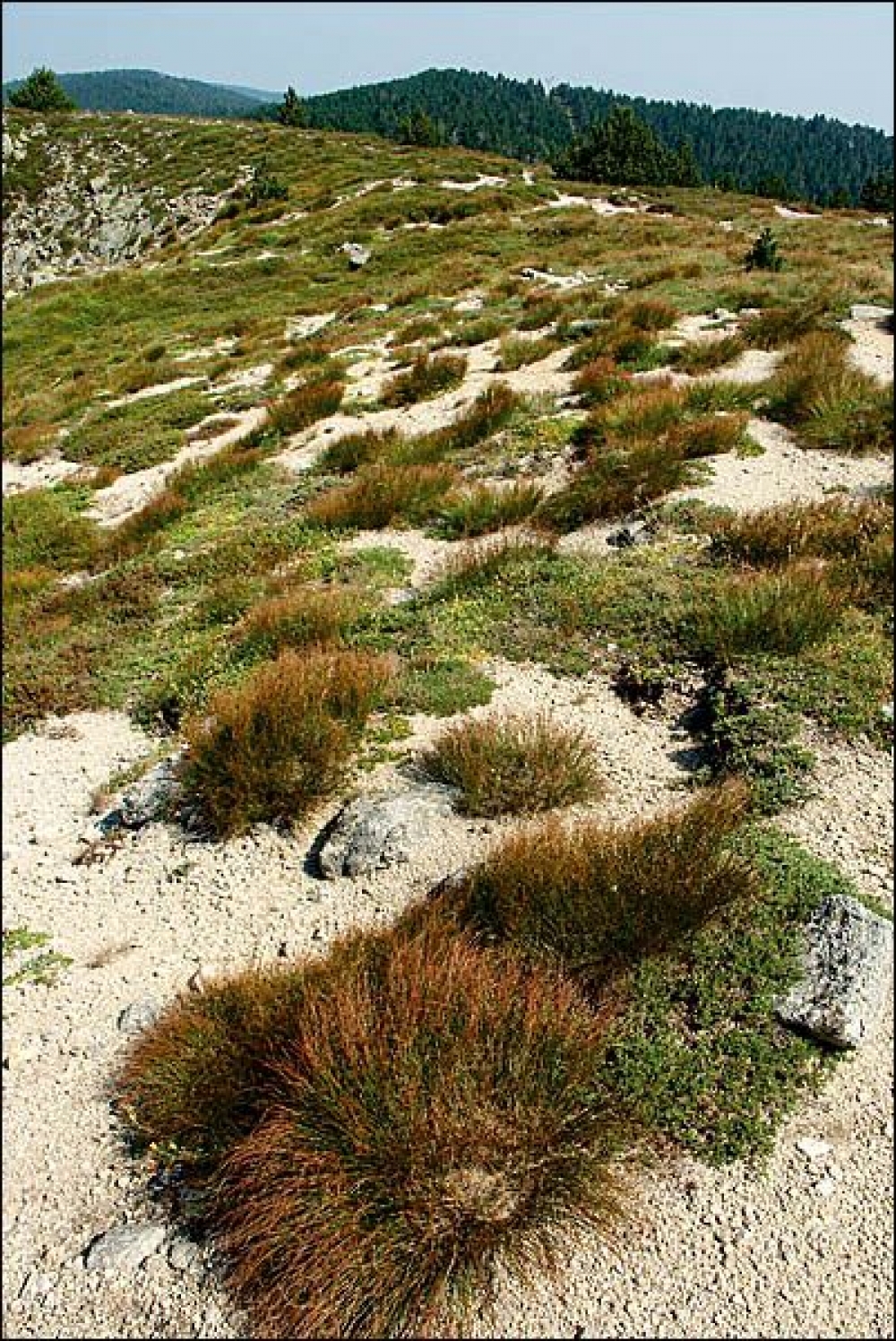 Caricetea curvulae subsp. curvulae