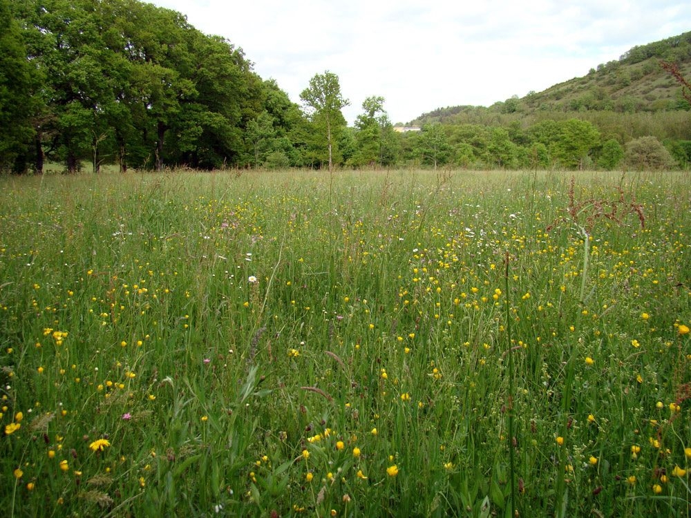 Agrostio stoloniferae - Arrhenatheretea elatioris subsp. elatioris