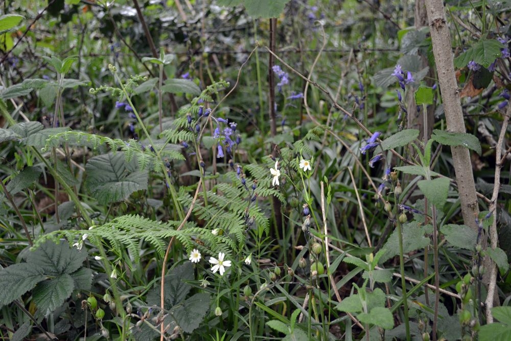 Hyacinthoido non-scriptae - Pteridietum aquilini