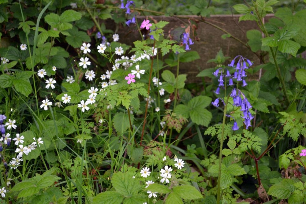 Hyacinthoido non-scriptae - Stellarietum holosteae