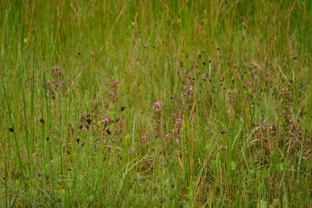 Cirsio dissecti - Schoenetum nigricantis