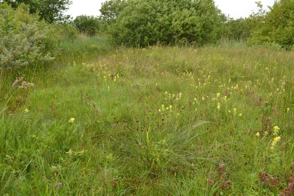 Cirsio dissecti - Schoenetum nigricantis