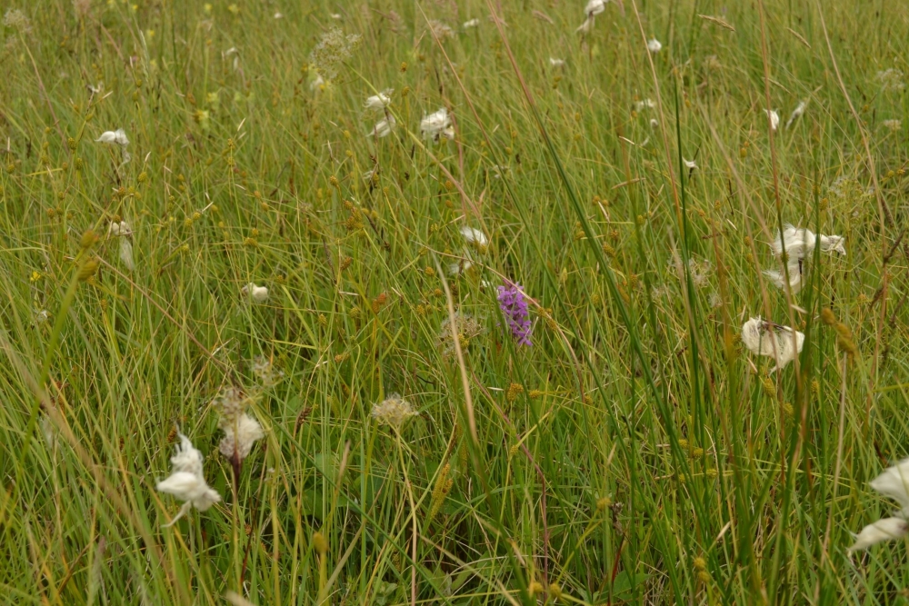 Molinio caeruleae - Caricetalia davallianae