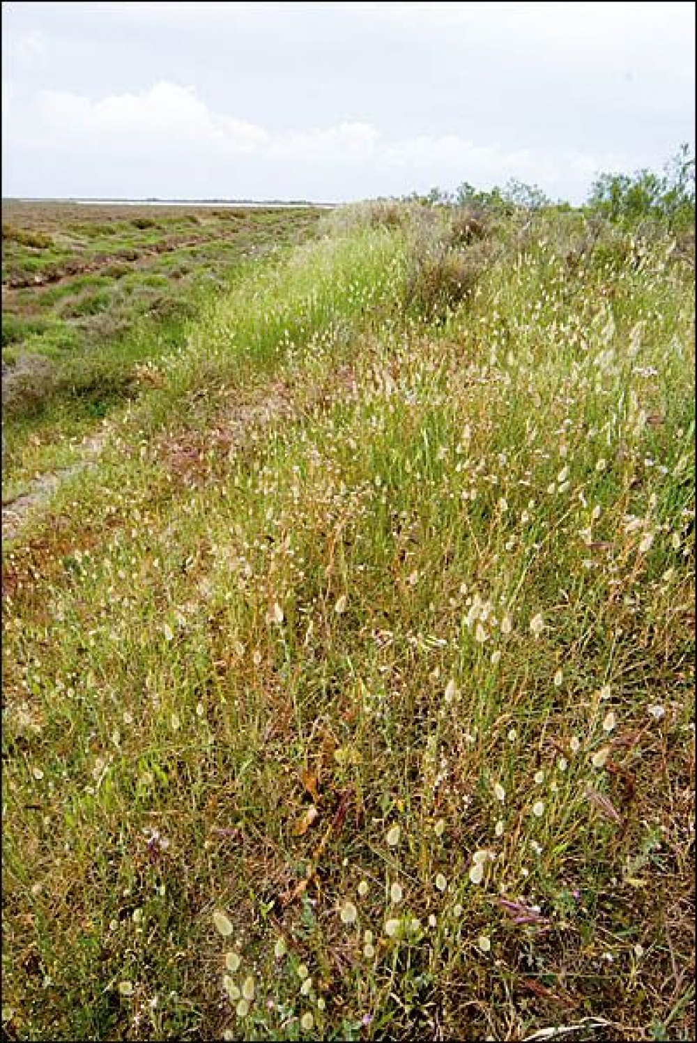 Laguro ovati - Bromion rigidi