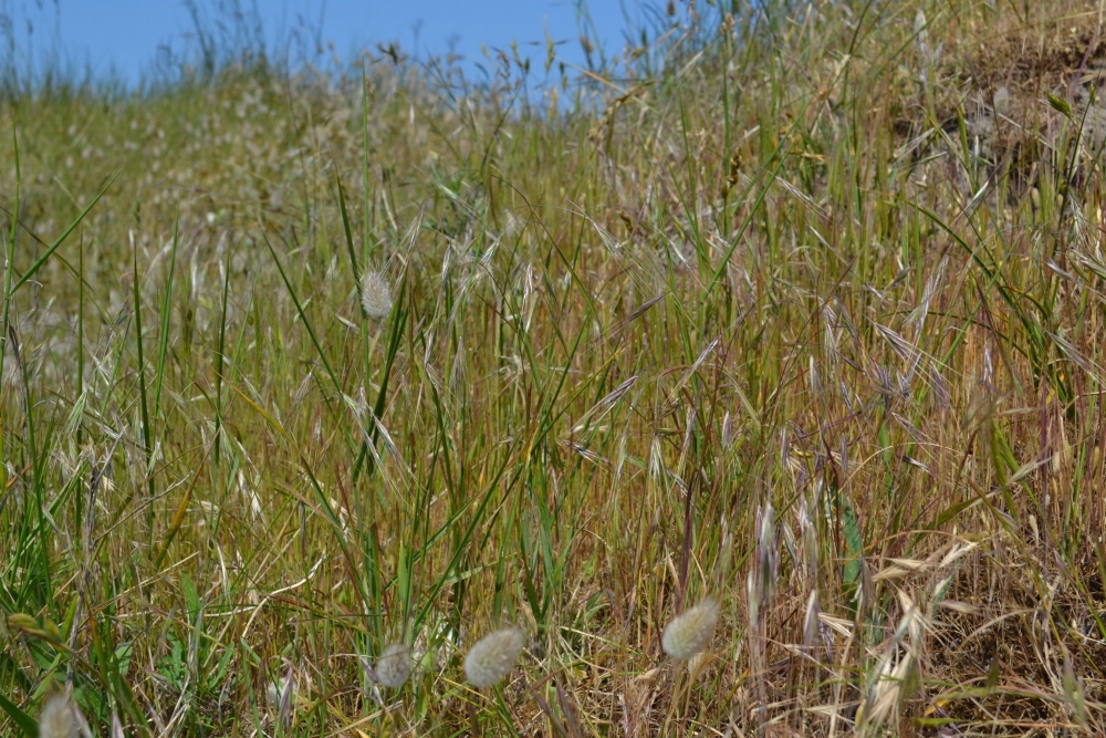 Laguro ovati - Bromion rigidi