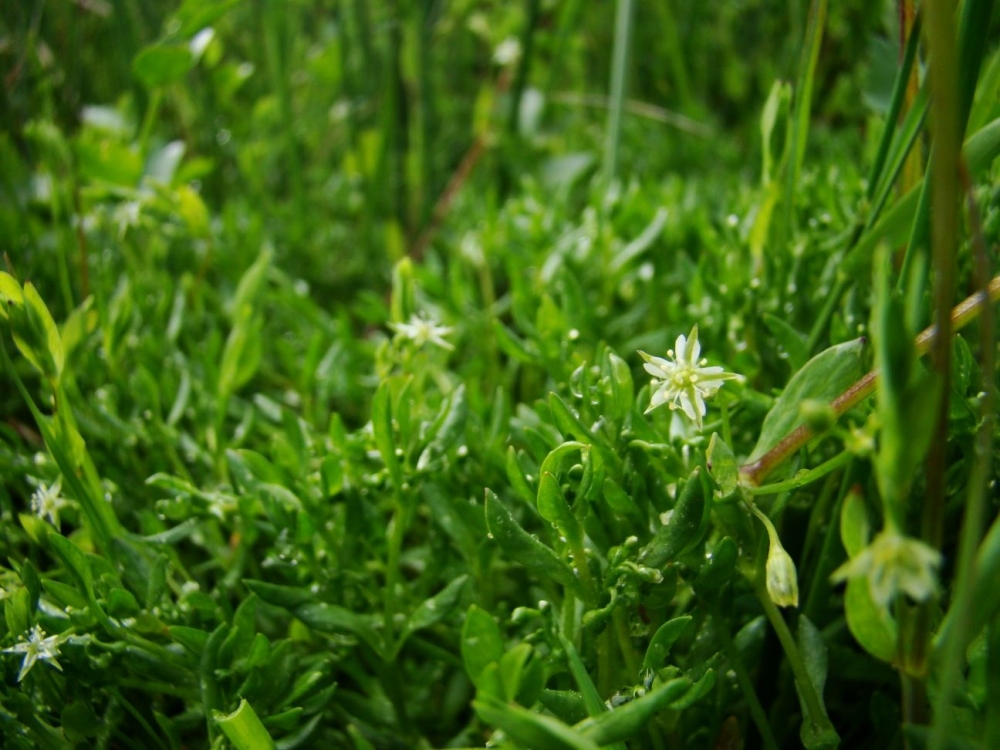 Stellario alsines - Montietum fontanae subsp. variabilis