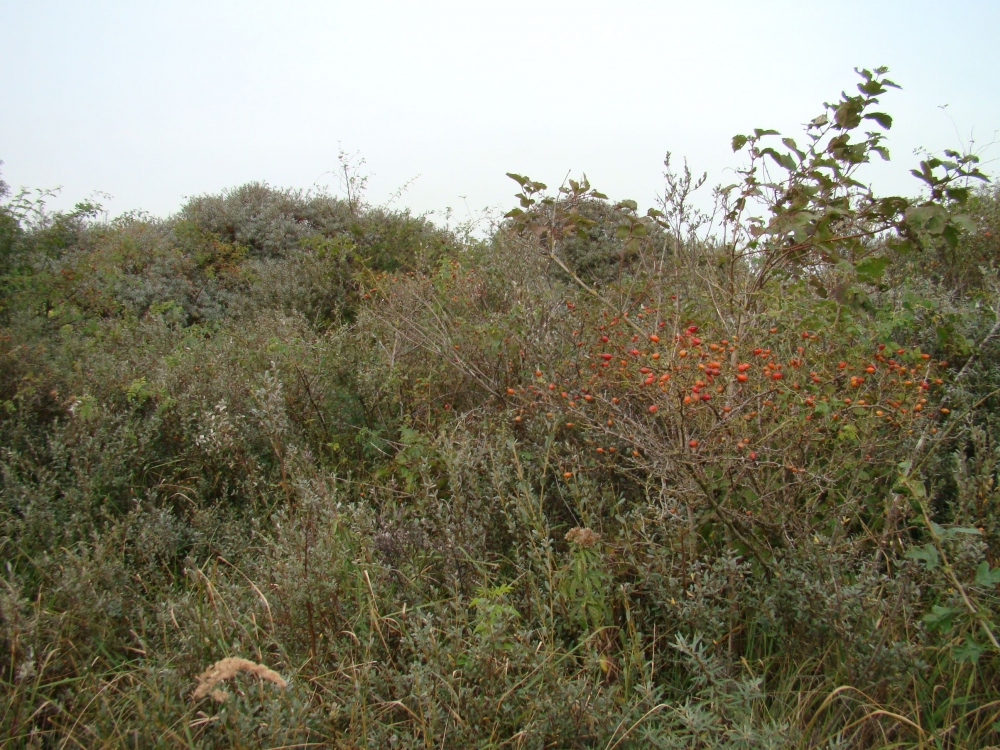 Ligustro vulgaris - Hippophaetum rhamnoidis subsp. rhamnoidis