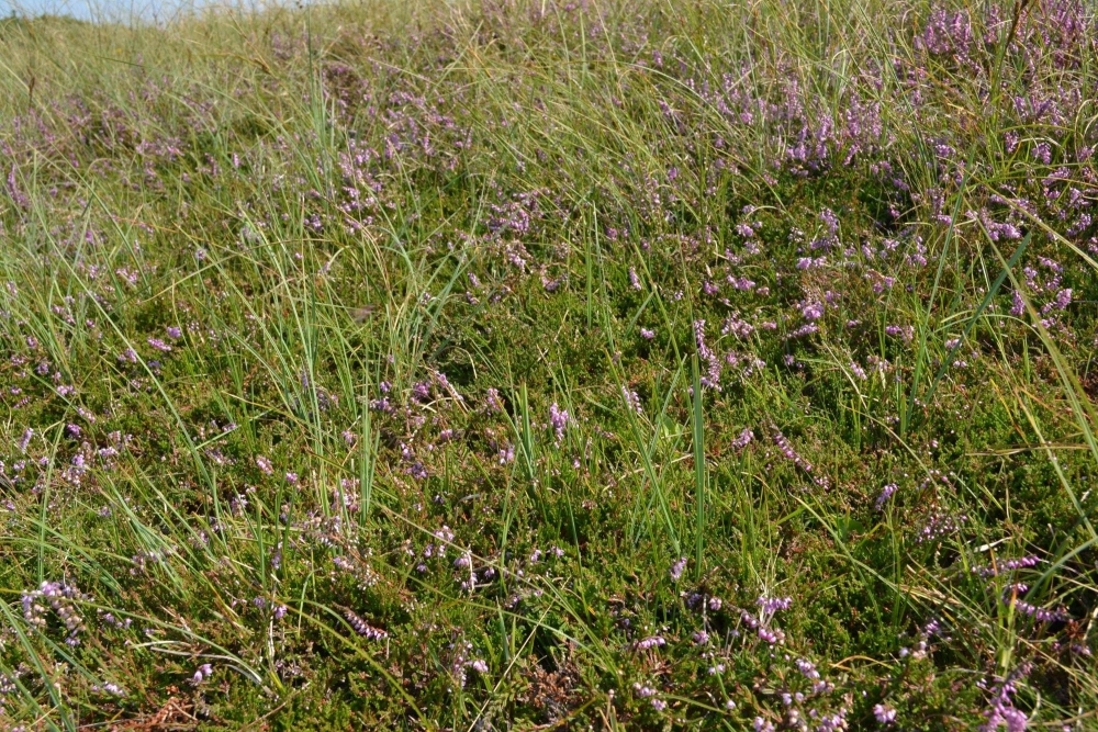 Carici trinervis - Callunetum vulgaris