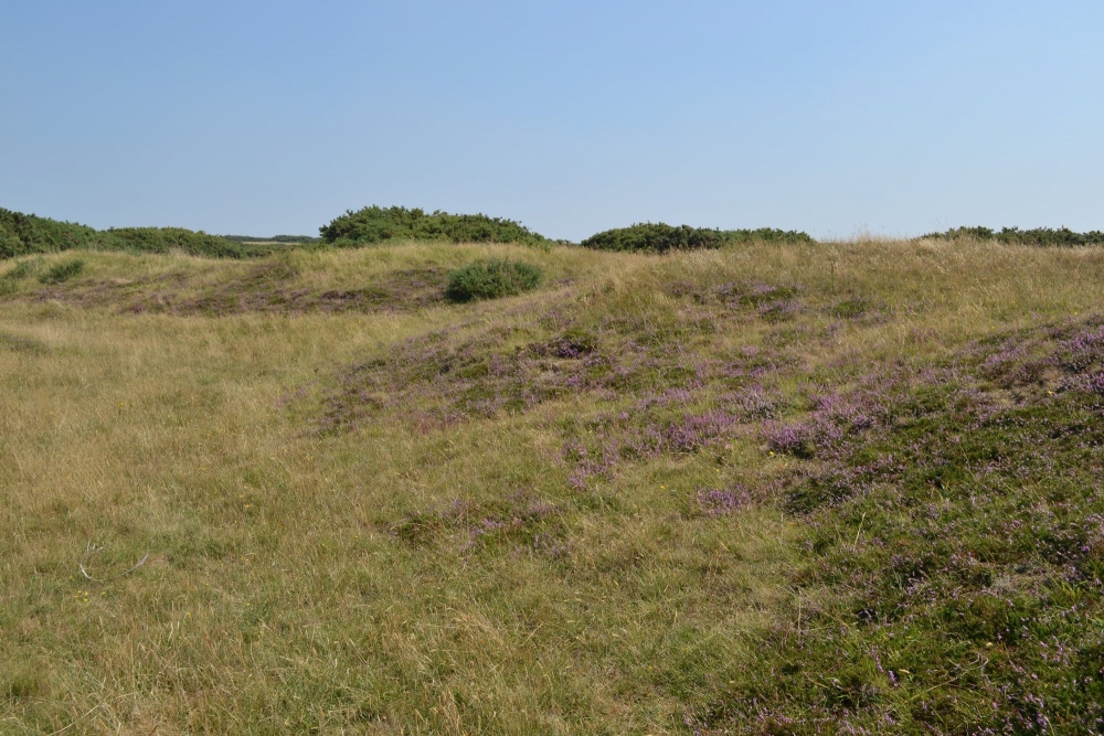 Carici trinervis - Callunetum vulgaris