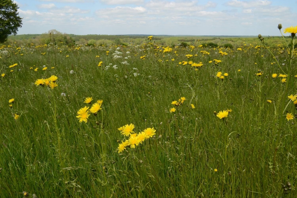 Heracleo sphondylii - Arrhenatheretum elatioris